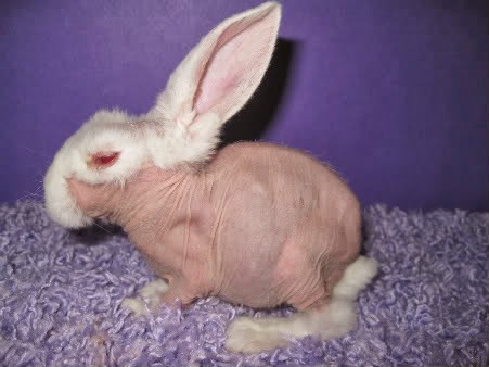 Many bunnies are shaved in order to test for rashes, ulcers and other skin problems when testing products.