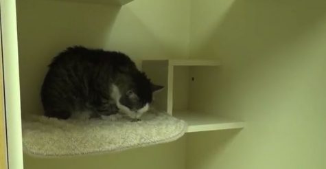 Featured pets of the month- Diesel and Bubba